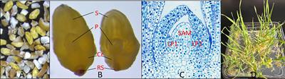 Agrobacterium-mediated direct transformation of wheat mature embryos through organogenesis